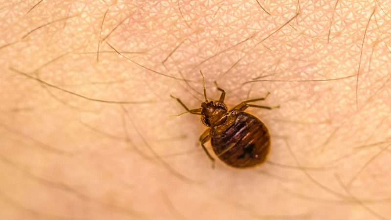 Why Do Bed Bugs Bite