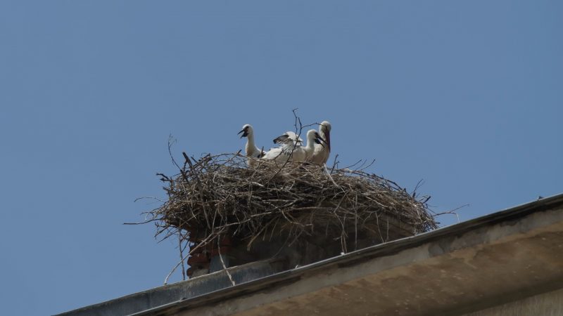 Why Do Birds Nest Under Roofs