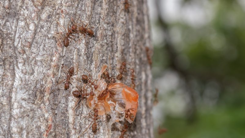 Why Is Your Yard Infested With Ants