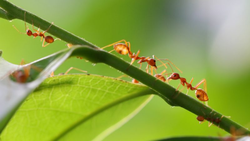 Will Ants Go Away on Their Own