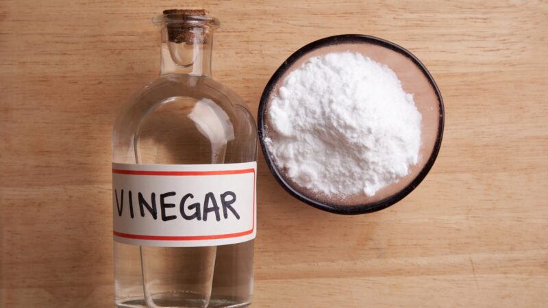 Will Vinegar Kill Rats