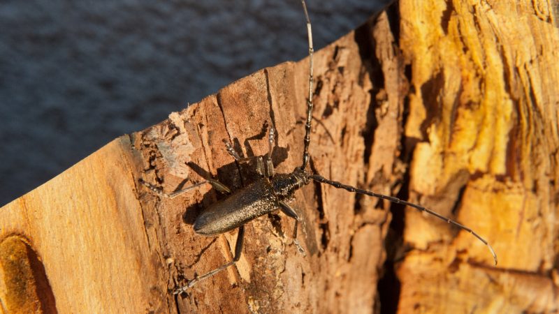 Wood-Boring Beetle