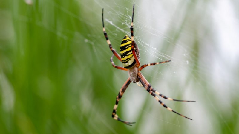 Zipper Spider Webs Identification