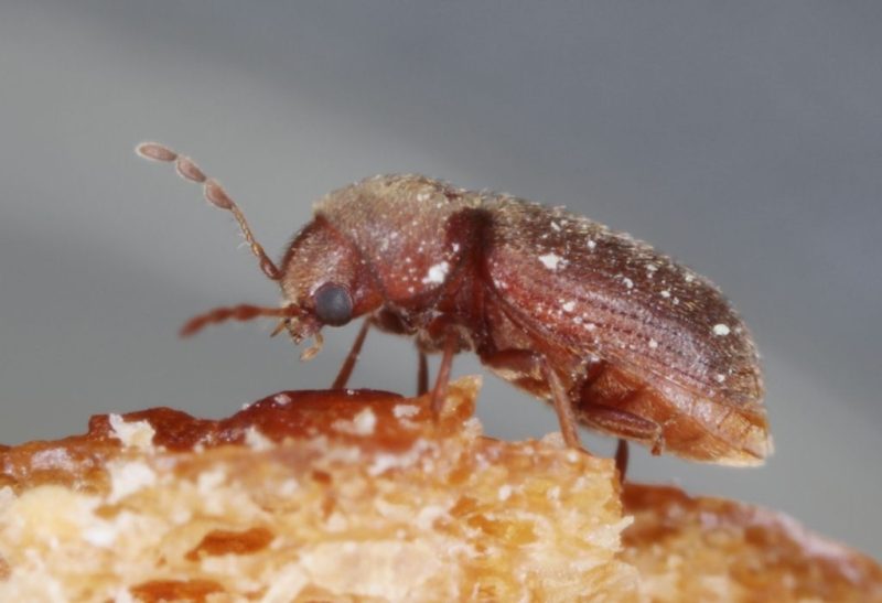 9 Small Brown Bugs in Your House Identification, Habitat, and Control