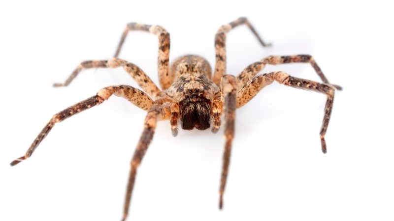 American House Spider