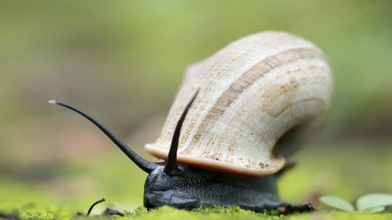 Apple Snails (Ampullariidae)