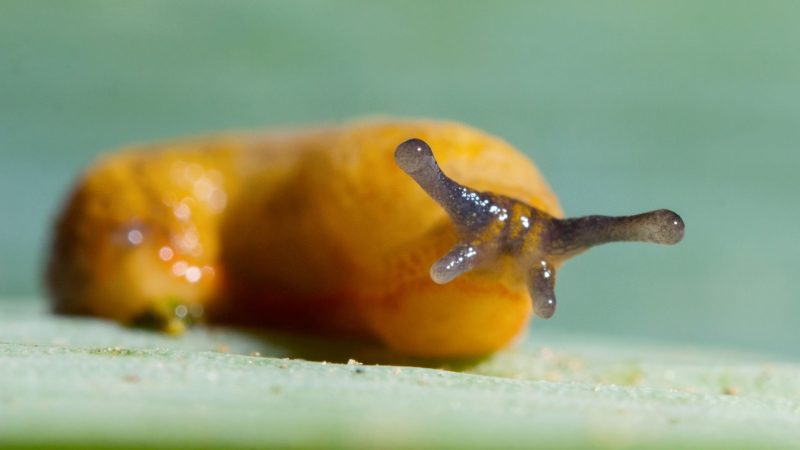 Are Baby Slugs Poisonous