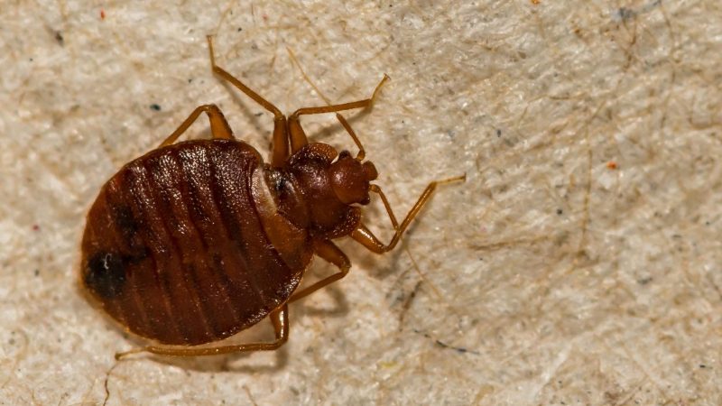 Are Bed Bugs Dangerous