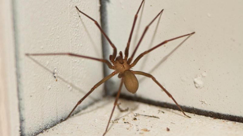 Are Brown Recluses Common in Houses