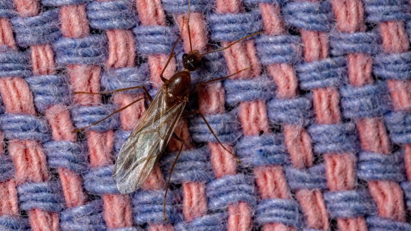 Are Carpenter Ants Termites