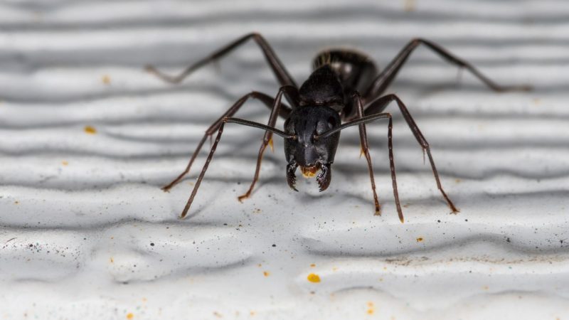 Are Carpenter Ants Worse Than Termites