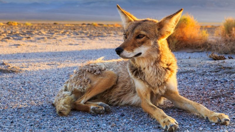 Are Coyotes Nocturnal, Diurnal, or Crepuscular