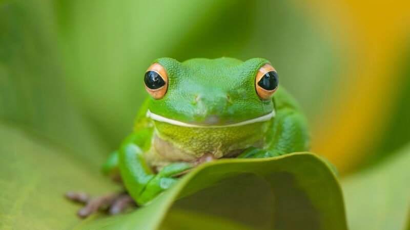Are Frogs Poisonous?
