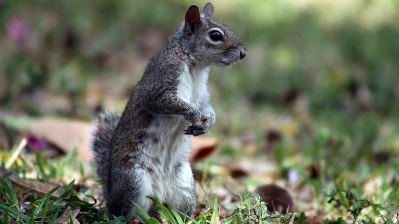 Are Gray Squirrels Active at Night