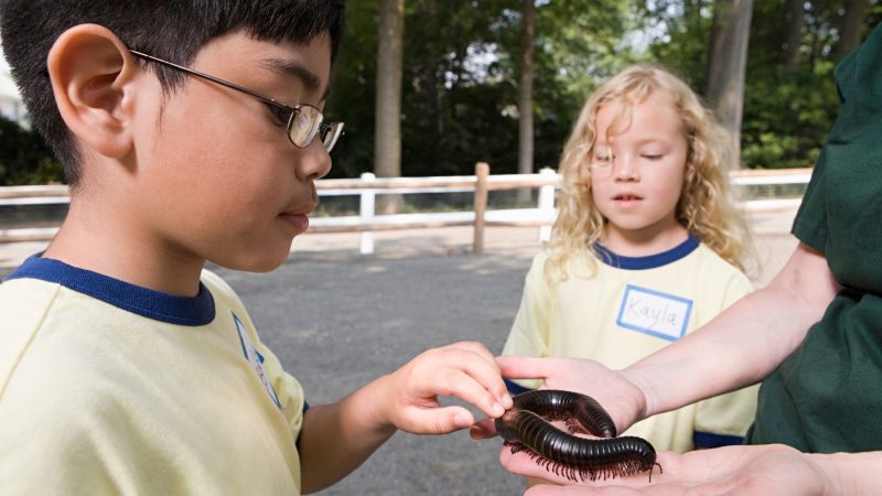 Are Millipedes Harmful to Humans