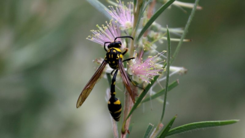 Are Mud Daubers Dangerous