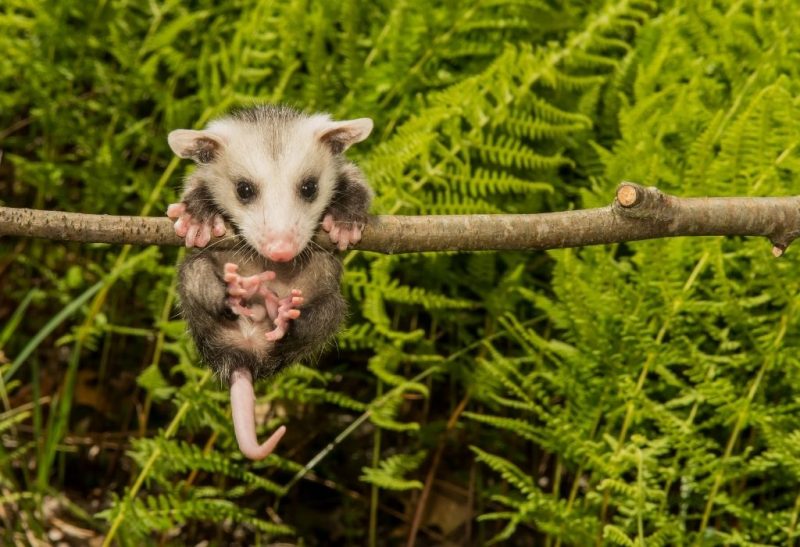 Are Opossums Tree Climbers Identification, Habitat, and Behavior