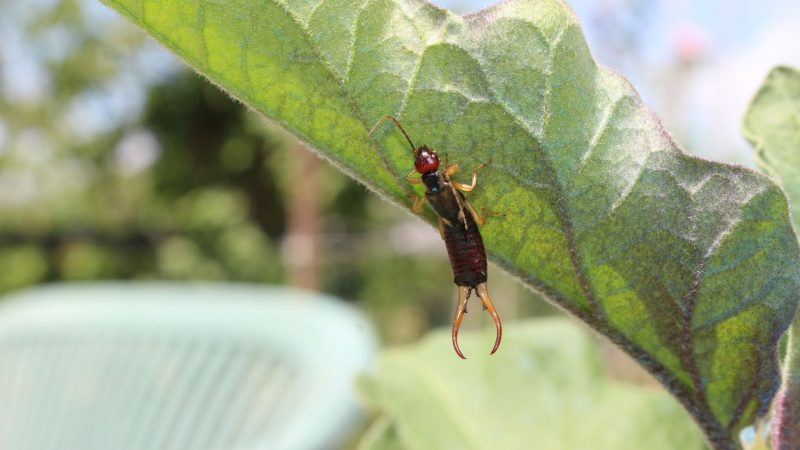 Are Pincher Bugs Bad for Gardens