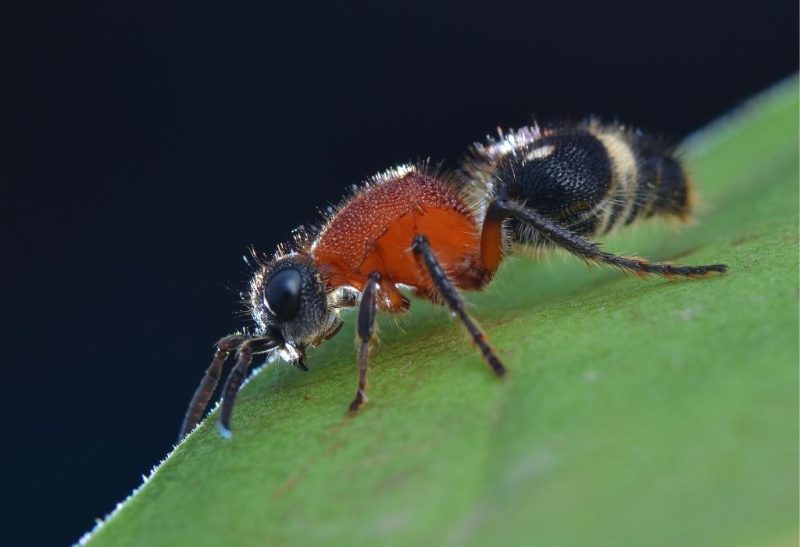 Are Red Velvet Ants Poisonous