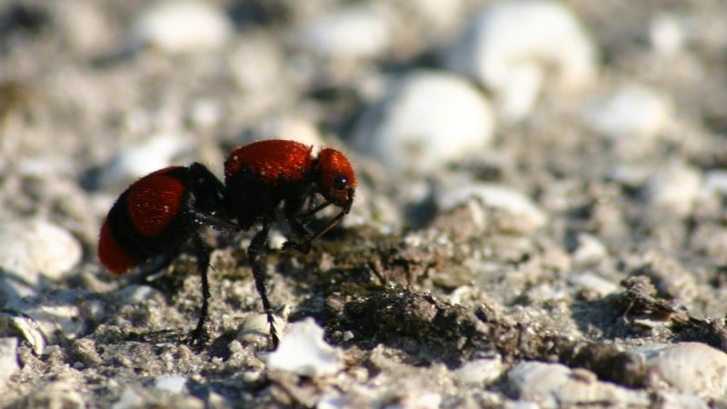 Are Red Velvet Ants Rare