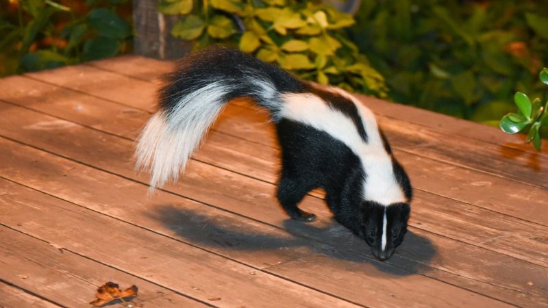 Are Skunks More Active at Night