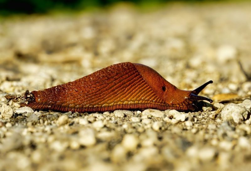 Are Slugs Poisonous to Humans and Pets All You Need to Know!