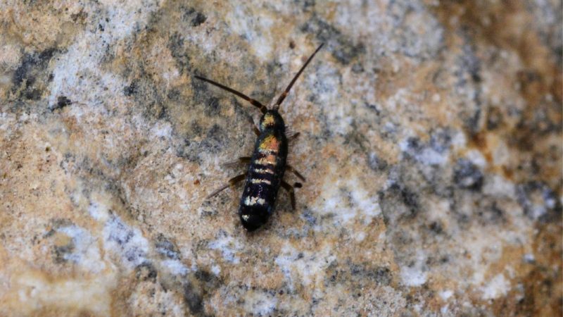 Are Springtails Harmful