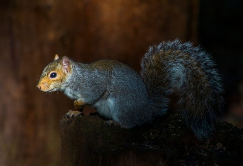 Are Squirrels Active at Night All You Need to Know!