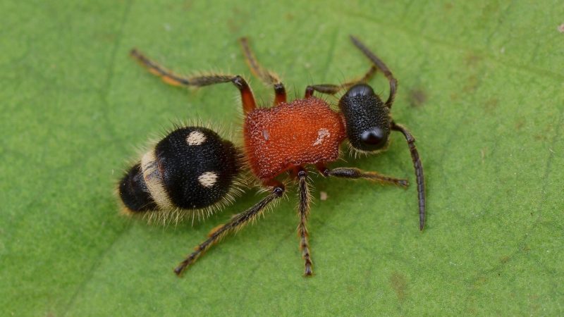 Are Velvet Ants Actually Ants