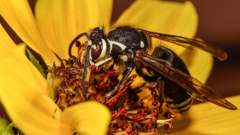 Bald-faced Hornets