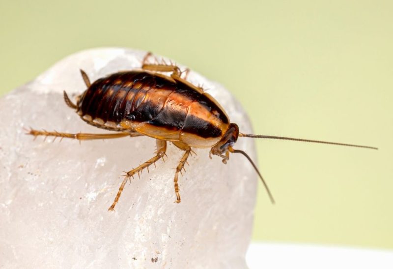 Bed Bugs vs. Roaches Similarities and Differences