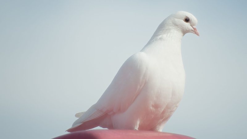 Birds That Eat Cockroaches