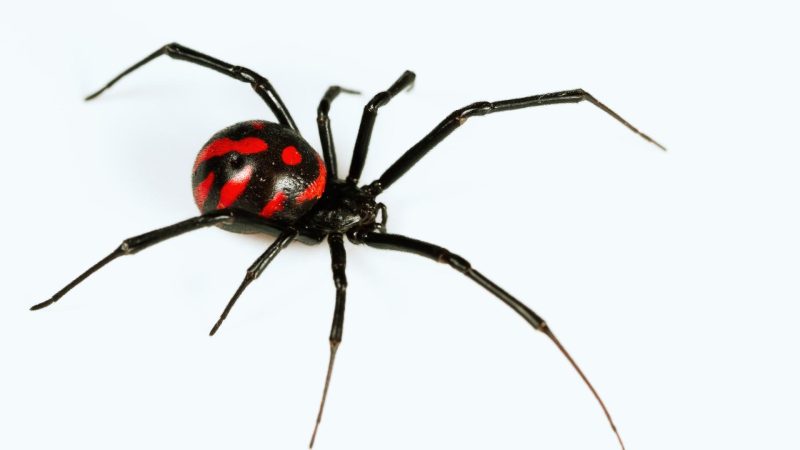 Black Widow Spider