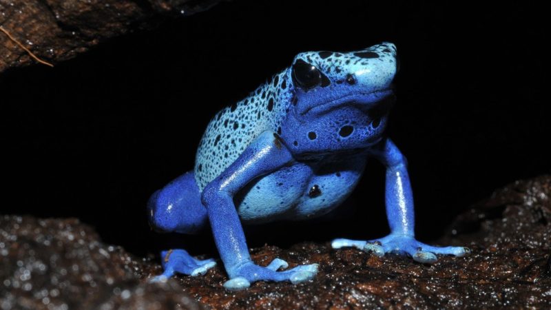 Blue Poison Dart Frog