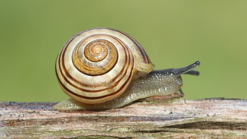 Brown-Lipped Snail (Cepaea nemoralis)