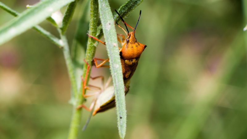 Can Bed Bugs Come From Plants