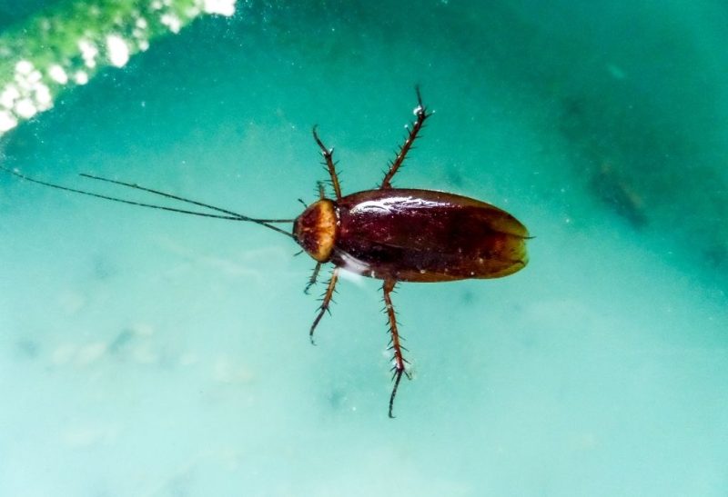Can Cockroaches Swim Information and Facts