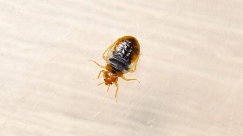 Can Dead Bed Bugs Play Dead or Come Back to Life