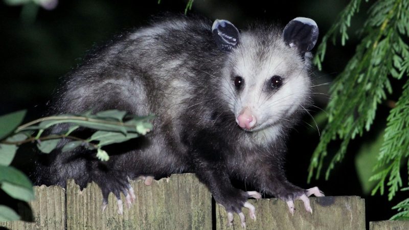 Can an Opossum Climb a Tree and a Fence