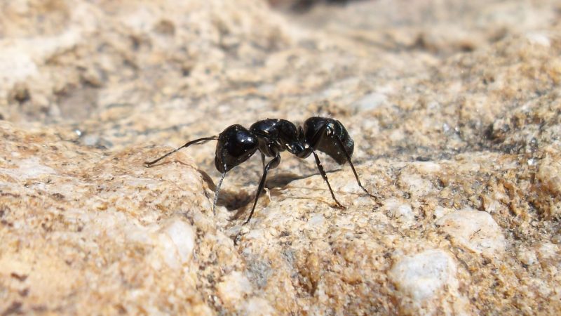 Carpenter Ants