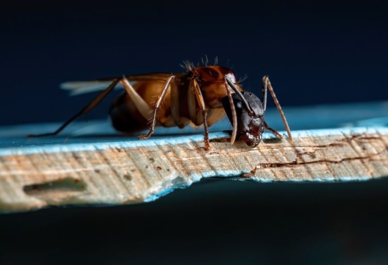Carpenter Ants vs. Termites Differences and Similarities