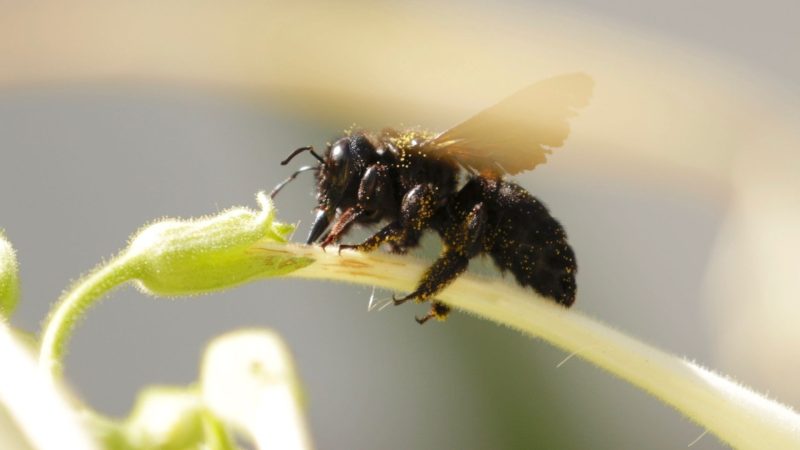 Carpenter Bees