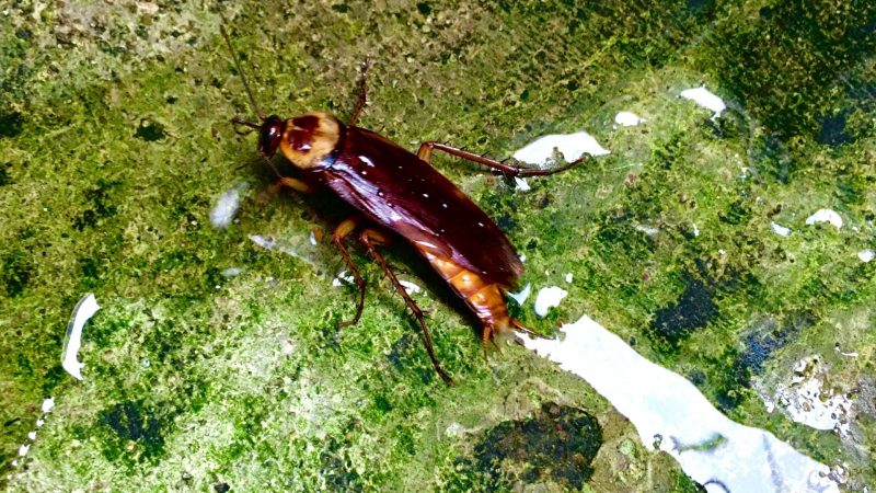 Cockroach Swimming Information