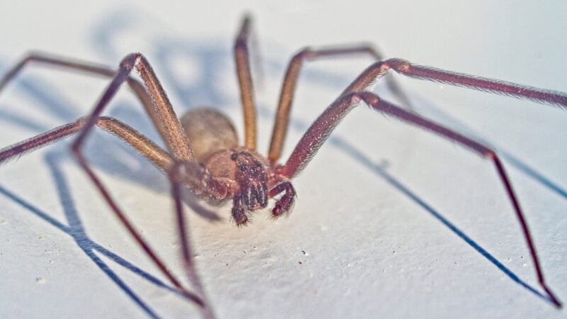 Diatomaceous Earth as a Pesticide for Spiders