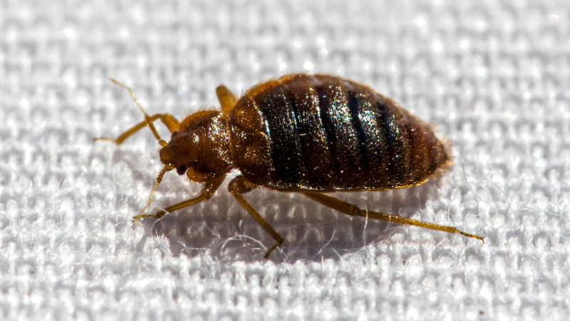 Do Adult Bed Bugs Shed Their Skin