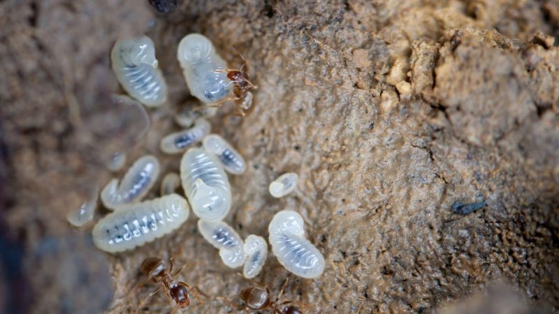 Do Ant Larvae Poop