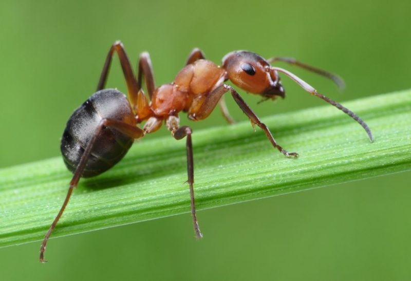 Do Ants Poop Information and Facts