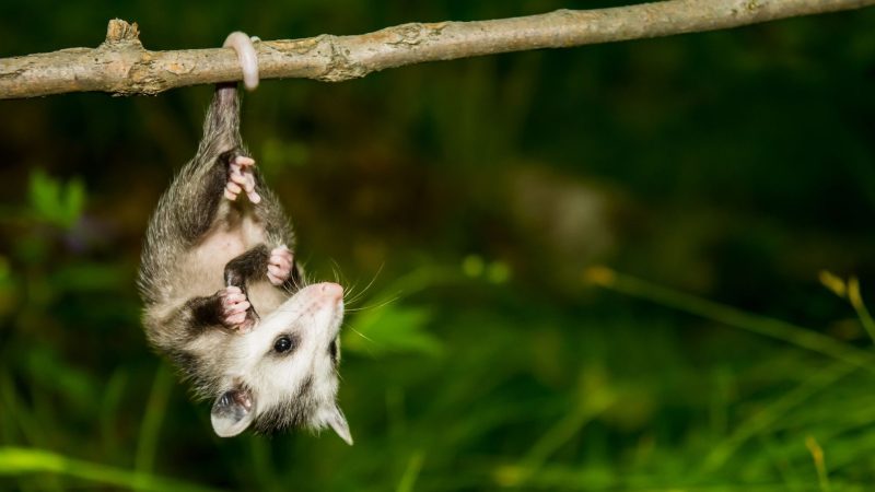 Do Baby Opossums Hang on Trees