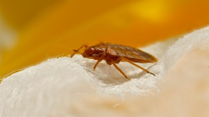Do Bed Bugs Come From Outdoors