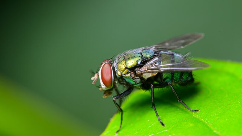 Do Blow Flies Carry Disease